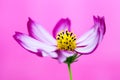 Purple and pink wild flower Ã¢â¬ÅWild CosmosÃ¢â¬Â Cosmos bipinnatus blooming during Spring and Summer closeup macro photo isolated Royalty Free Stock Photo